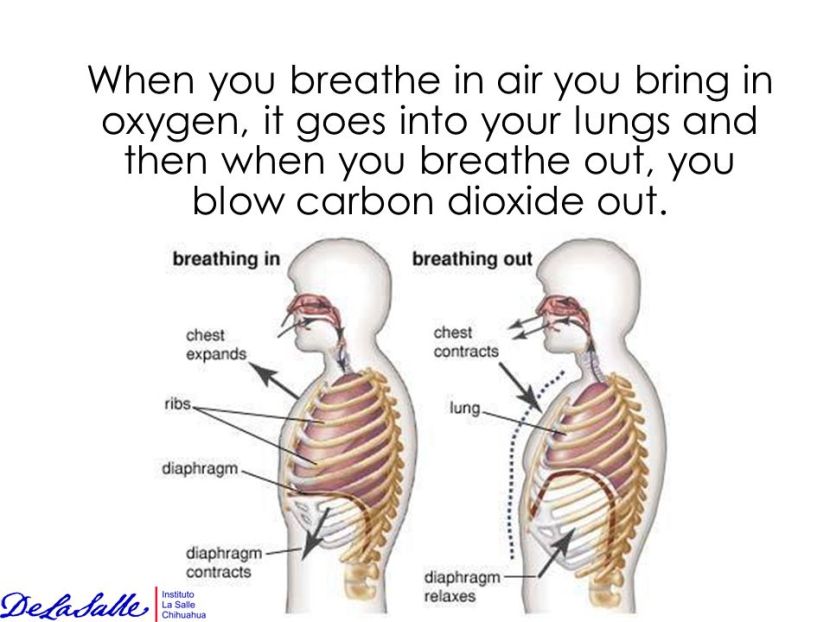 When+you+breathe+in+air+you+bring+in+oxygen,+it+goes+into+your+lungs+and+then+when+you+breathe+out,+you+blow+carbon+dioxide+out.
